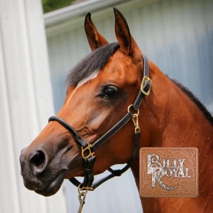 Billy Royal Rolled Arabian Stable Halter Full Size